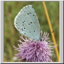 Celastrina argiolus - Faulbaumblaeuling 01.jpg